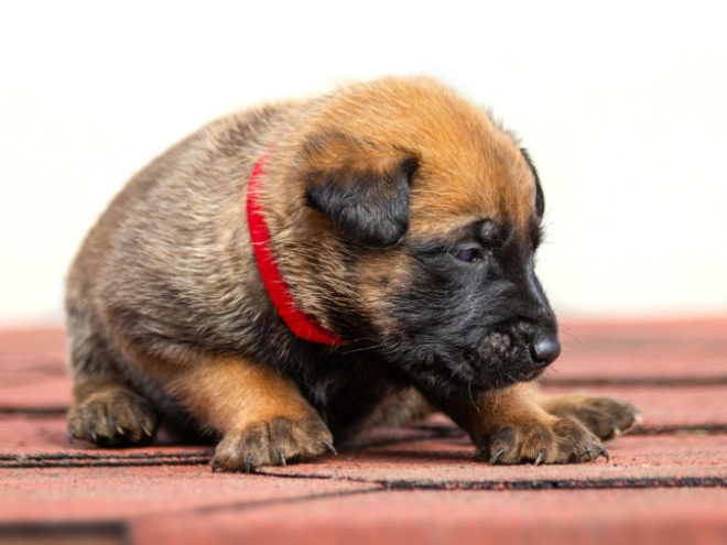 Perros Pastor Belga Malinois en venta