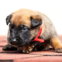 Charade, red Malinois Welpen kaufen