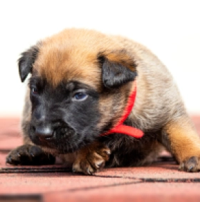 Belgian Malinois puppy for sale