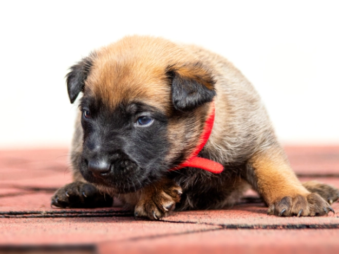 Perros Pastor Belga Malinois en venta