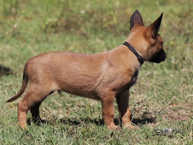 Perros Pastor Belga Malinois en venta