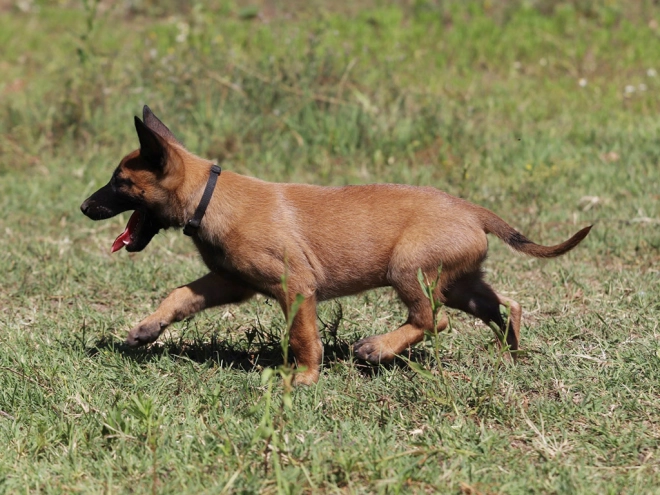 Perros Pastor Belga Malinois en venta