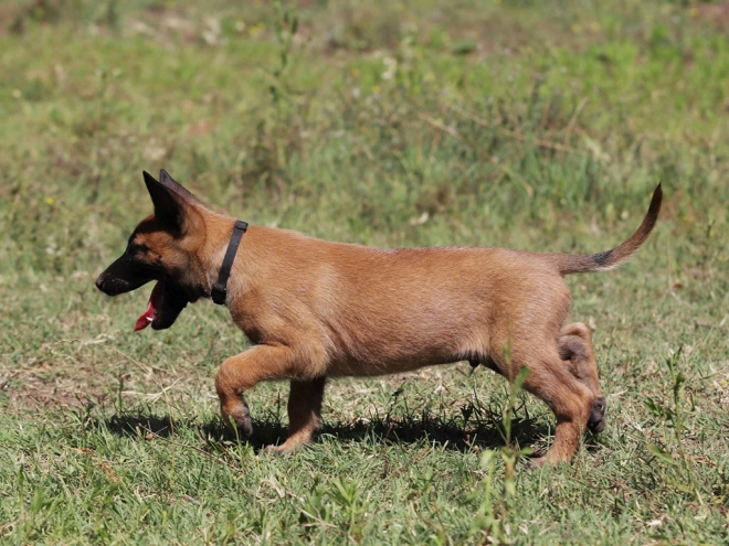 Perros Pastor Belga Malinois en venta