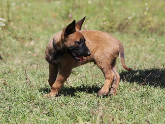 Perros Pastor Belga Malinois en venta