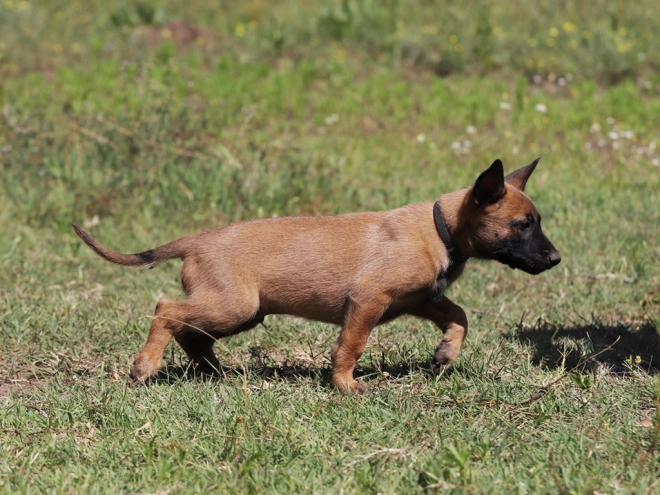 Perros Pastor Belga Malinois en venta