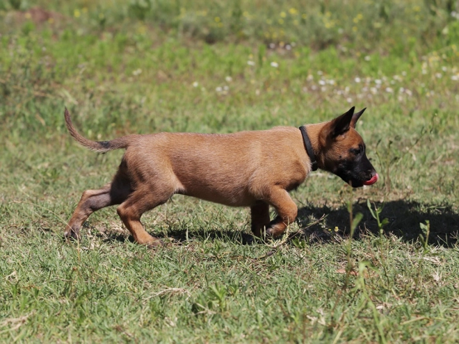 Perros Pastor Belga Malinois en venta