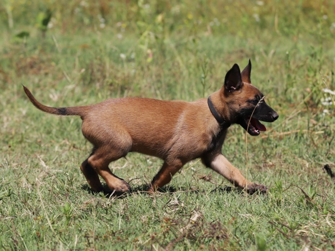 Perros Pastor Belga Malinois en venta