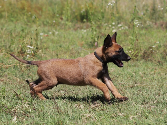 Perros Pastor Belga Malinois en venta