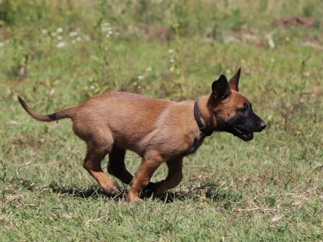 Perros Pastor Belga Malinois en venta