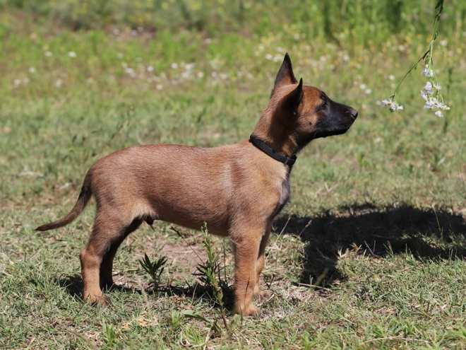 Perros Pastor Belga Malinois en venta