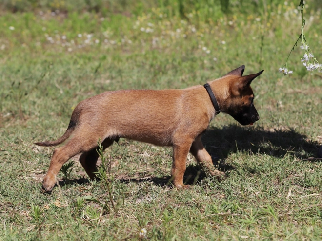 Perros Pastor Belga Malinois en venta