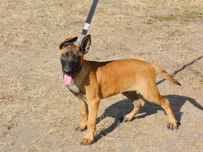 Perros Pastor Belga Malinois en venta