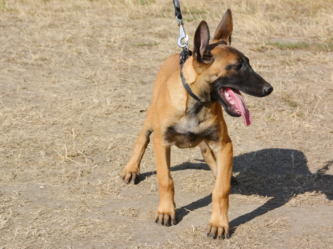 Perros Pastor Belga Malinois en venta