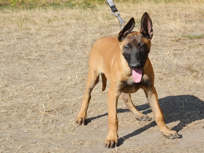 Perros Pastor Belga Malinois en venta