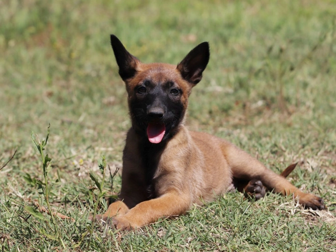 Perros Pastor Belga Malinois en venta