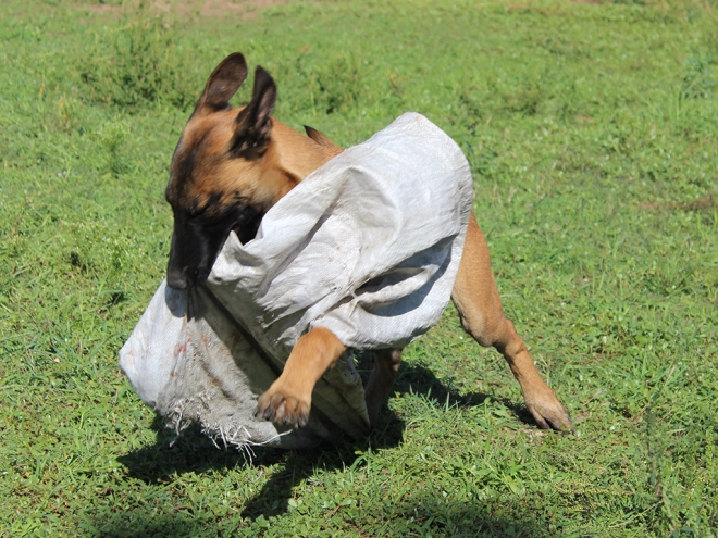 Perros Pastor Belga Malinois en venta