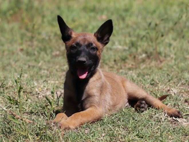 Perros Pastor Belga Malinois en venta