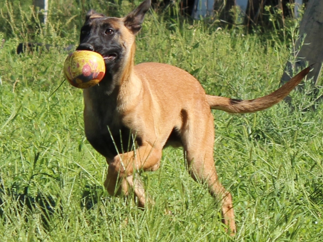 Perros Pastor Belga Malinois en venta