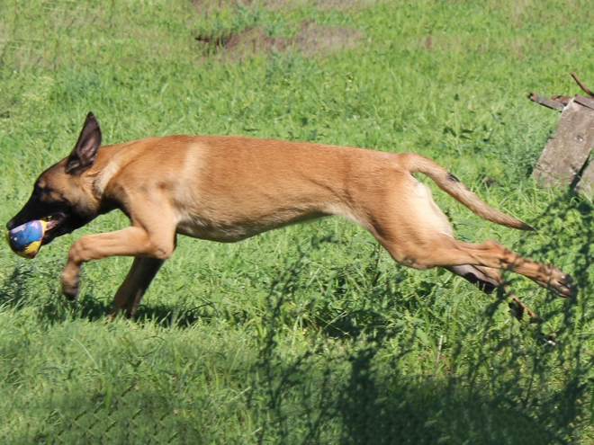Perros Pastor Belga Malinois en venta