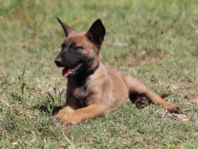 Perros Pastor Belga Malinois en venta