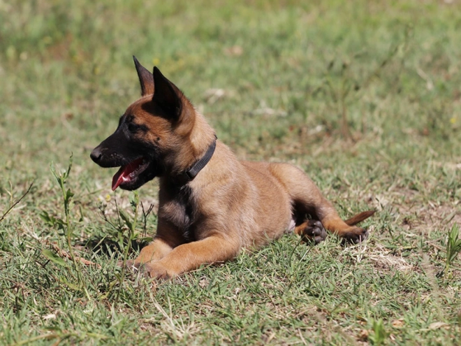 Perros Pastor Belga Malinois en venta