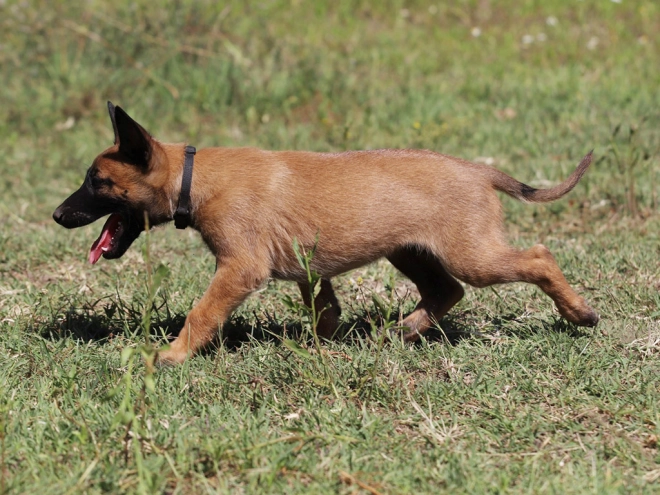 Perros Pastor Belga Malinois en venta