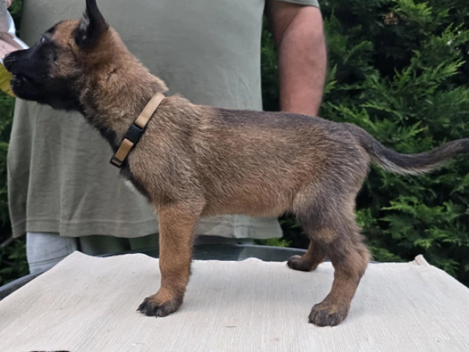 Belgian Malinois puppy for sale
