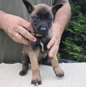 Malinois Welpe kaufen