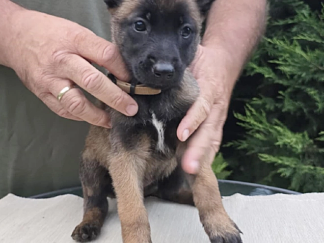 Belgian Malinois puppy for sale