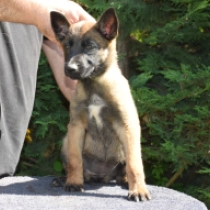 Cindy, red Belgian Malinois for sale