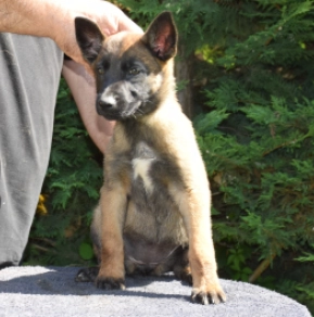 Perros Pastor Belga Malinois en venta
