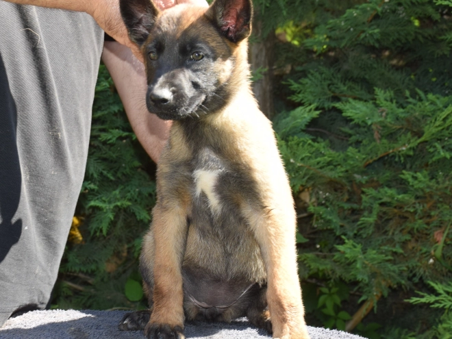 Belgian Malinois puppy for sale
