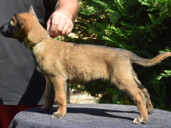 Belgian Malinois puppy for sale