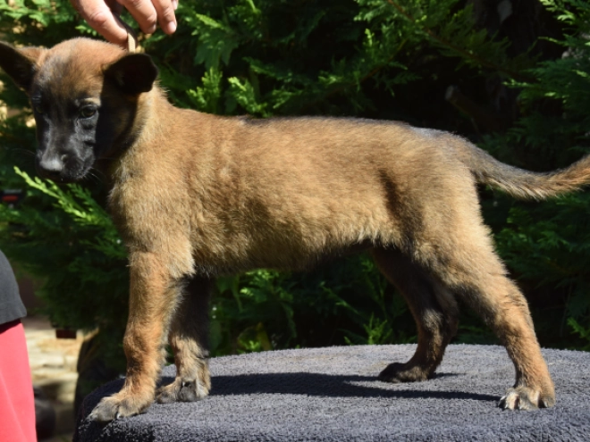 Belgian Malinois puppy for sale