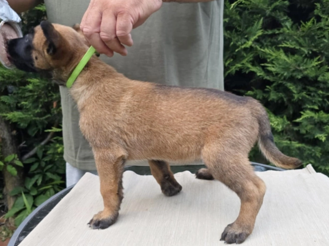 Belgian Malinois puppy for sale