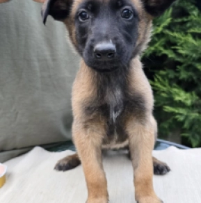 Malinois Welpe kaufen
