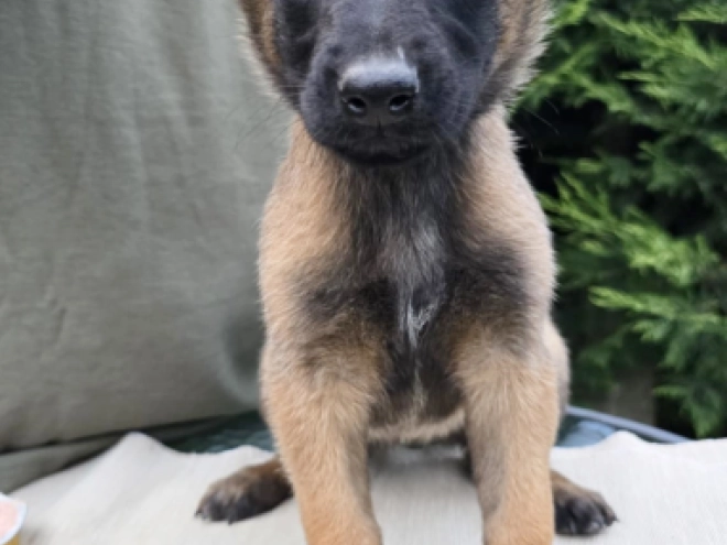 Belgian Malinois puppy for sale