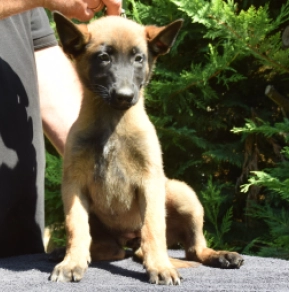 Perros Pastor Belga Malinois en venta