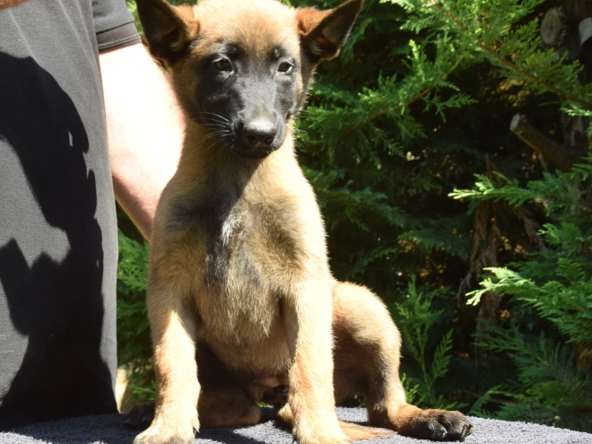 Belgian Malinois puppy for sale