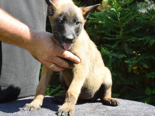 Belgian Malinois puppy for sale