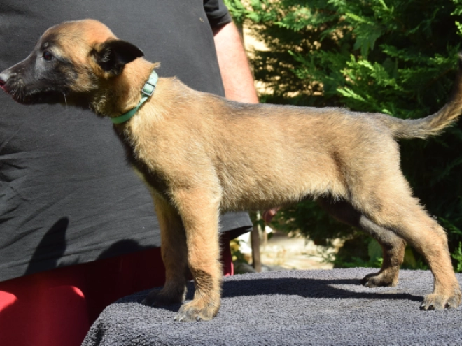Belgian Malinois puppy for sale
