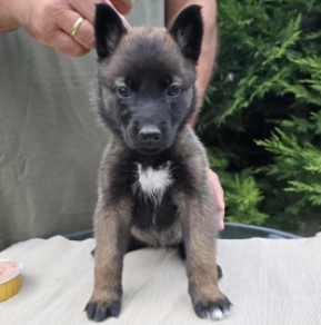 Malinois Welpe kaufen