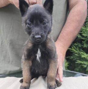 Malinois Welpe kaufen