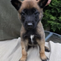 Cody, red Malinois Welpen kaufen
