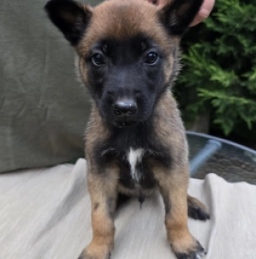 Malinois Welpe kaufen