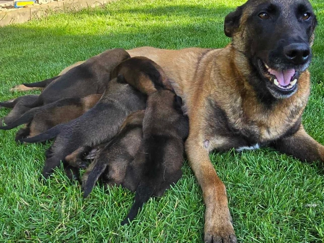 Belgian Malinois puppy for sale