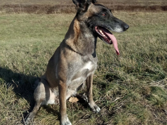 Perros Pastor Belga Malinois en venta