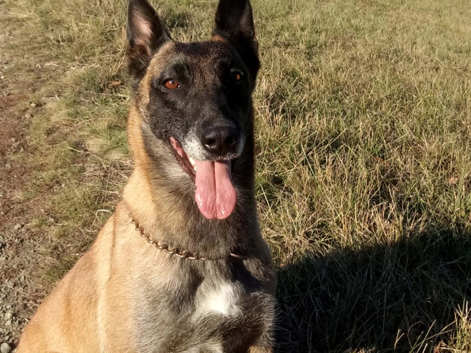 Perros Pastor Belga Malinois en venta