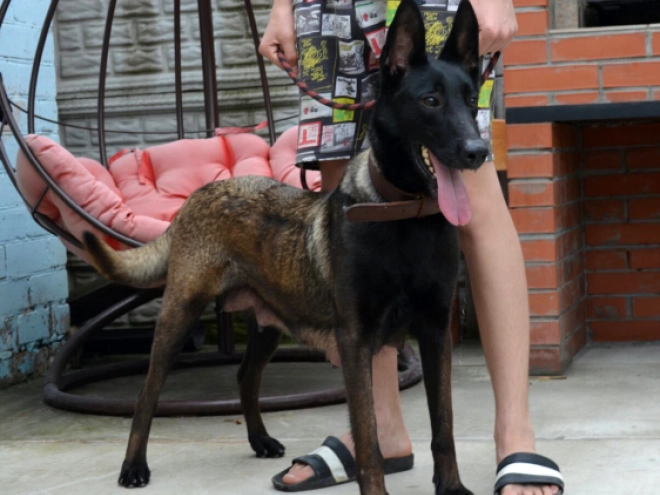 Perros Pastor Belga Malinois en venta