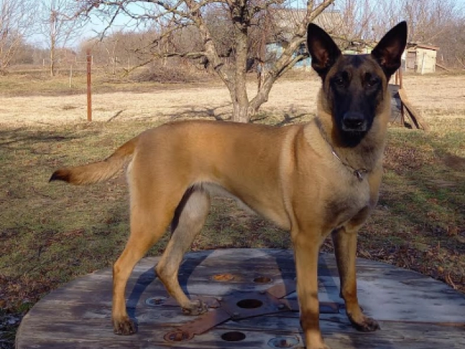 Perros Pastor Belga Malinois en venta